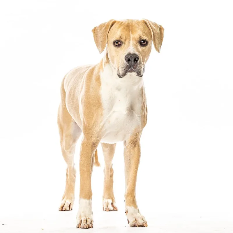 Finn