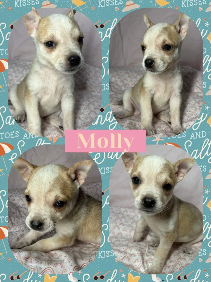 A baby small-sized female White / Cream Chihuahua dog named Molly for adoption in Ringwood, NJ