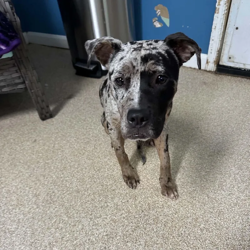 A young medium-sized female Merle (Blue) Boxer dog named Dolly for adoption in Sunderland, MD