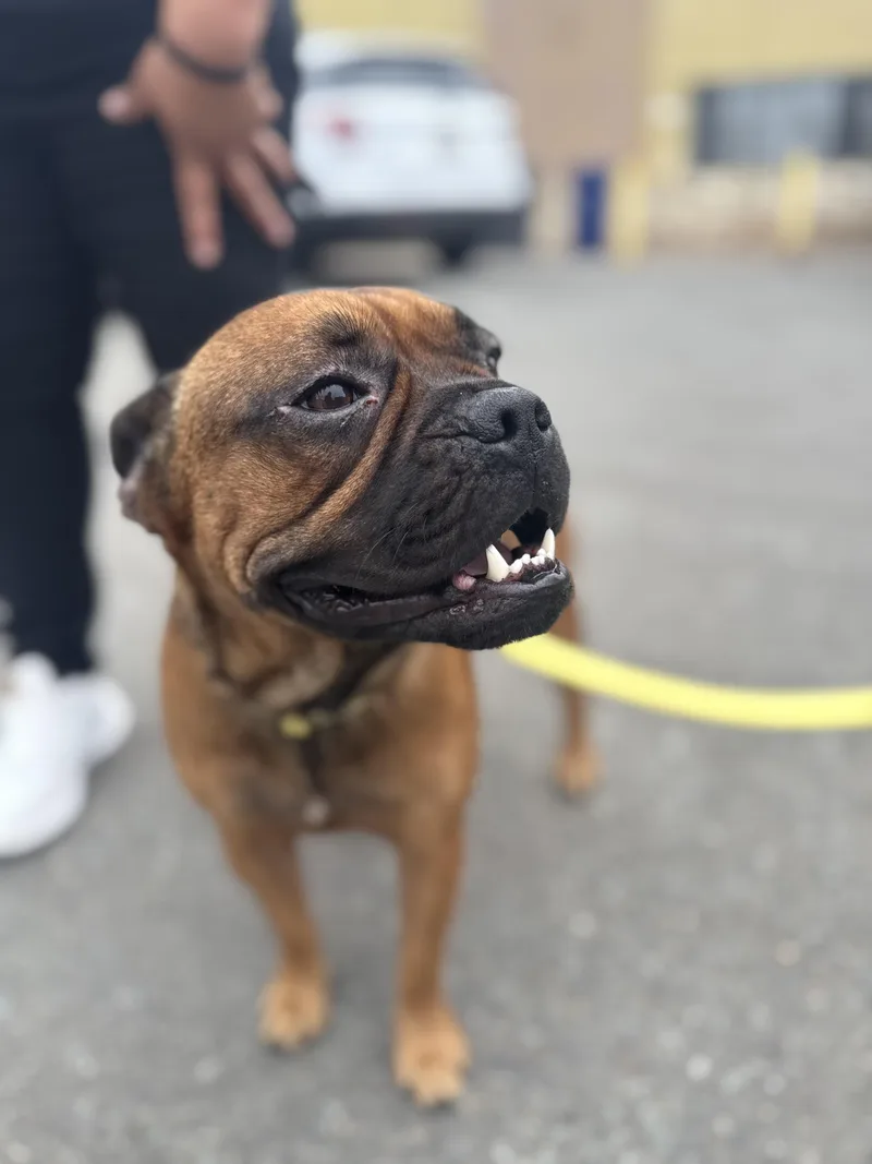 An adult medium-sized male French Bulldog dog named Tucker for adoption in San Diego, CA
