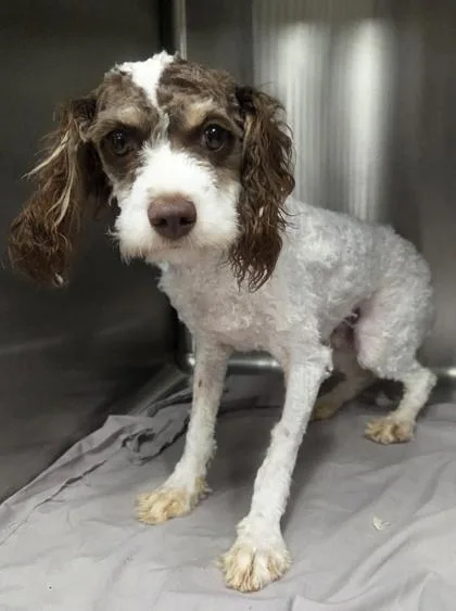 A young small-sized male Cavalier King Charles Spaniel dog named Billy for adoption in Kinzers , PA