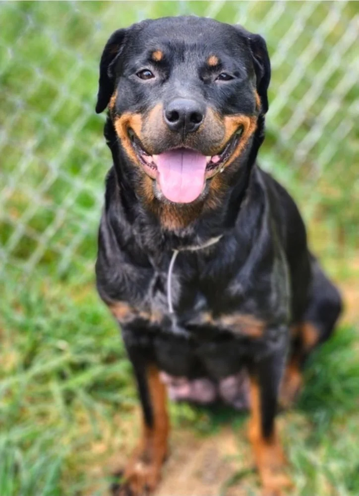 An adult large-sized female Brown / Chocolate Rottweiler dog named Carolina HW + for adoption in Sedalia, CO