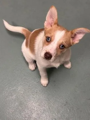 A baby small-sized female Husky dog named Sweet Potato for adoption in Irving, TX