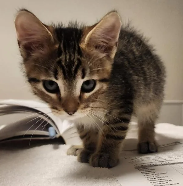 A baby small-sized male Domestic Short Hair cat named Brecken for adoption in Oakland, CA