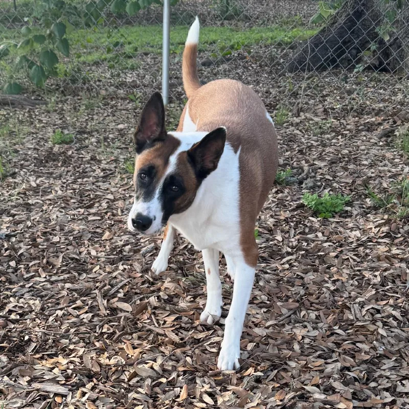 An adult large-sized female White / Cream Cattle Dog dog named Tokyo for adoption in Wimberley, TX