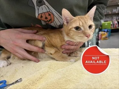 An adult medium-sized female Domestic Short Hair cat named Masha for adoption in Lowell, MA