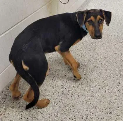 A baby medium-sized female Black Mixed Breed dog named Acadia for adoption in Kansas City, MO
