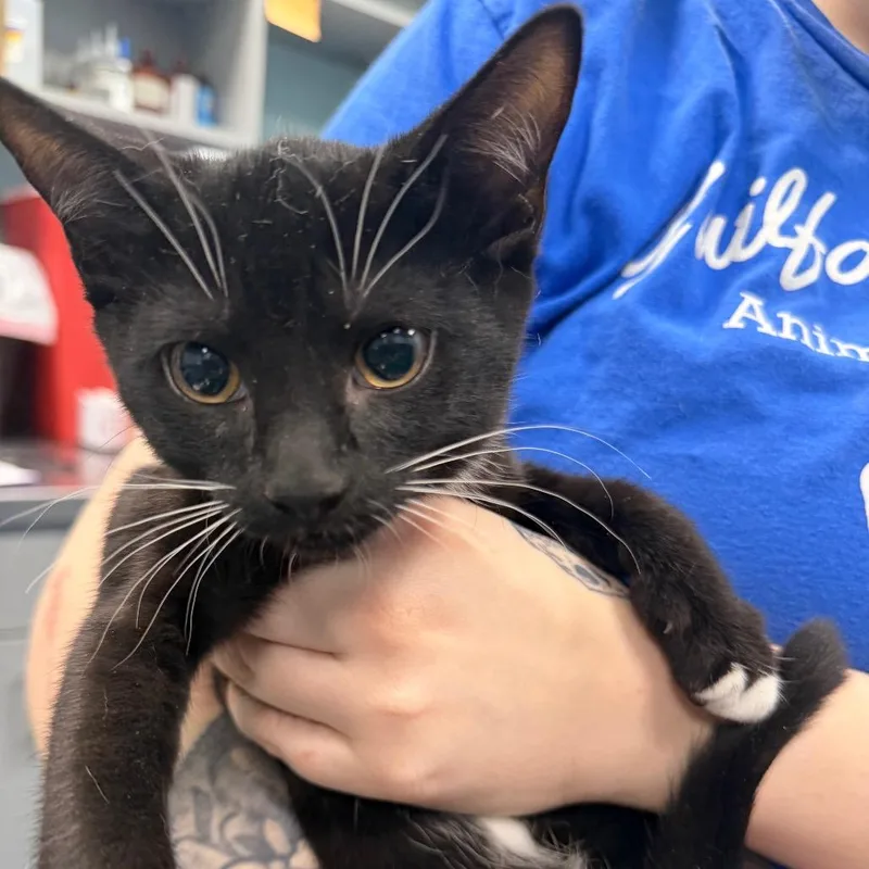 A baby small-sized female Black Domestic Short Hair cat named Mittens for adoption in Greensboro, NC