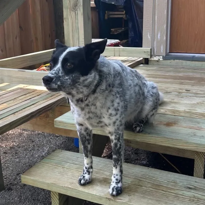 A senior medium-sized male Australian Cattle Dog / Blue Heeler dog named Bentley for adoption in Shawnee, KS