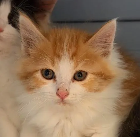 A baby medium-sized male Orange & White Domestic Medium Hair cat named Carrot Cake for adoption in San Jose, CA