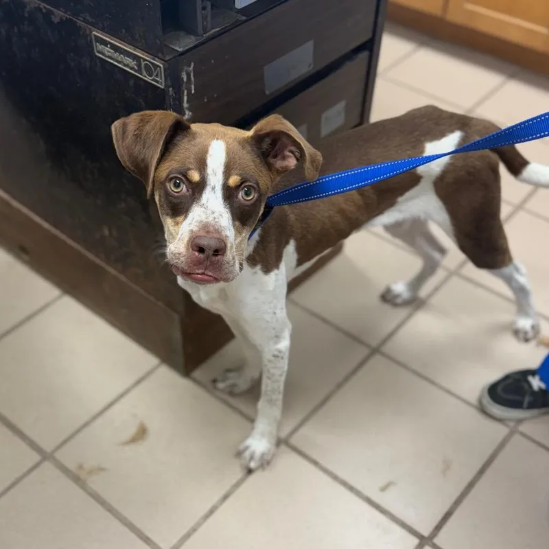 A young medium-sized male Cattle Dog dog named Grady for adoption in Starkville, MS