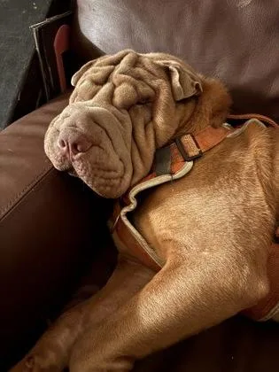 Sharshar thumbnail 2