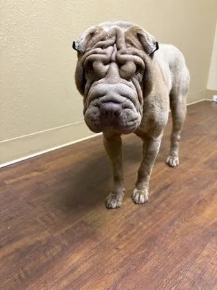 Sharshar thumbnail 3