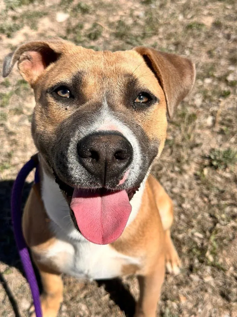 A baby medium-sized male American Staffordshire Terrier dog named Chip for adoption in Newcastle, OK