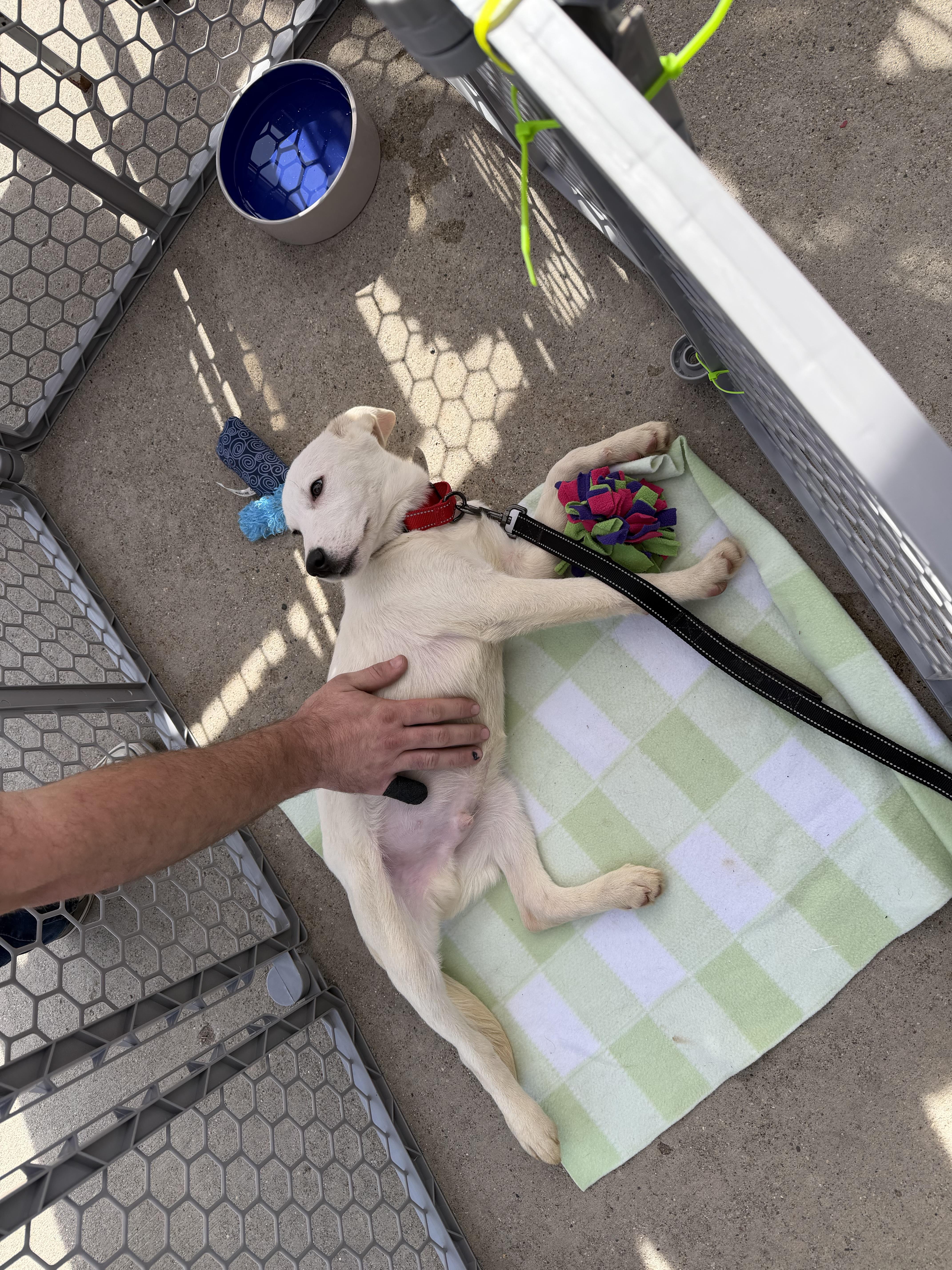 A baby medium-sized male German Shepherd Dog dog named Casper for adoption in fennville, MI