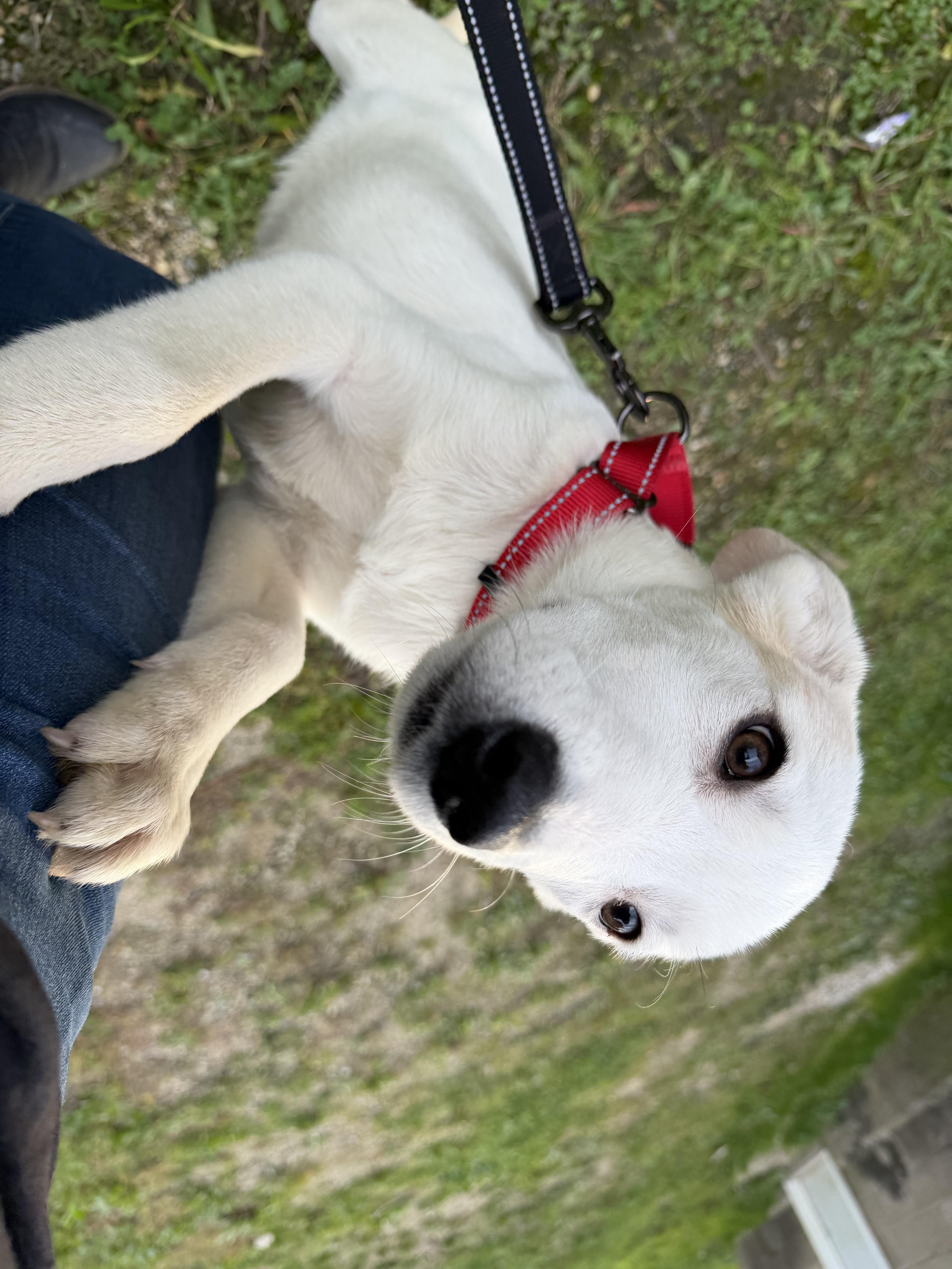 Casper thumbnail 3