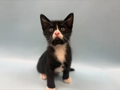 A baby small-sized male Domestic Short Hair cat named Poseidon for adoption in Woodbury, MN