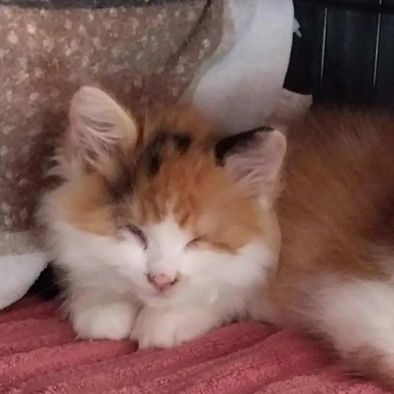 A baby small-sized female Black Domestic Long Hair cat named Fluff for adoption in Nampa, ID