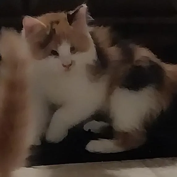 Fluff thumbnail 2