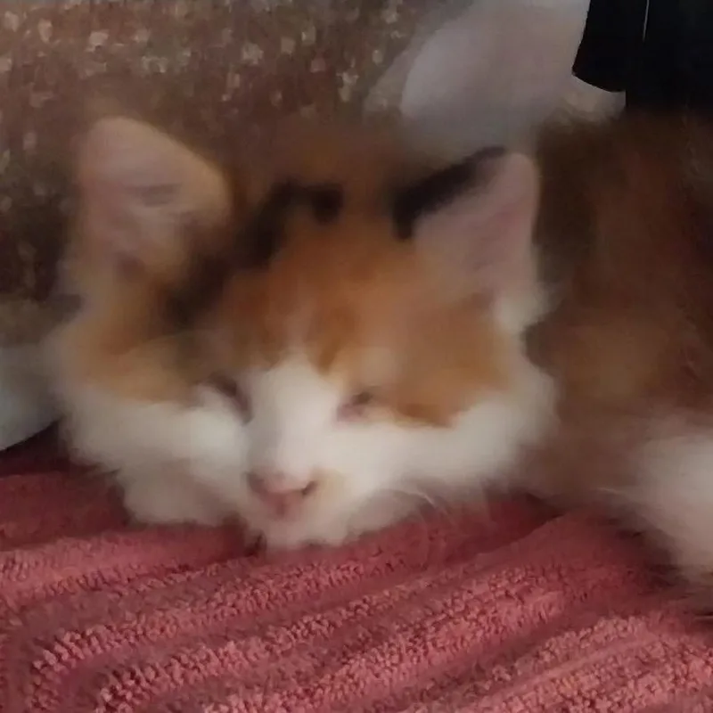 Fluff thumbnail 4