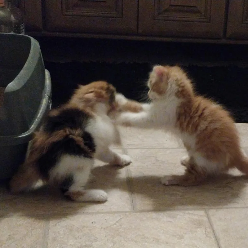 Fluff thumbnail 5