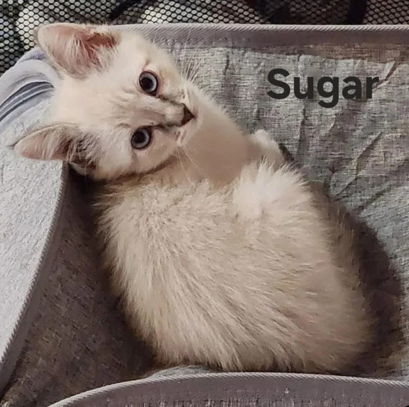 Sugar