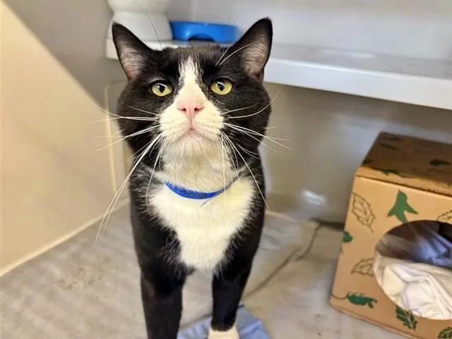 A young small-sized male Domestic Short Hair cat named Boaty for adoption in Saint Louis, MO