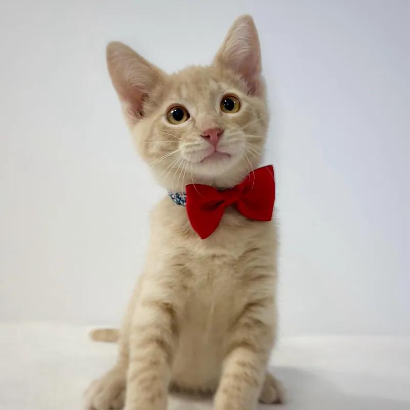 A baby medium-sized male Buff / Tan / Fawn Domestic Short Hair cat named Denim for adoption in Watertown, WI