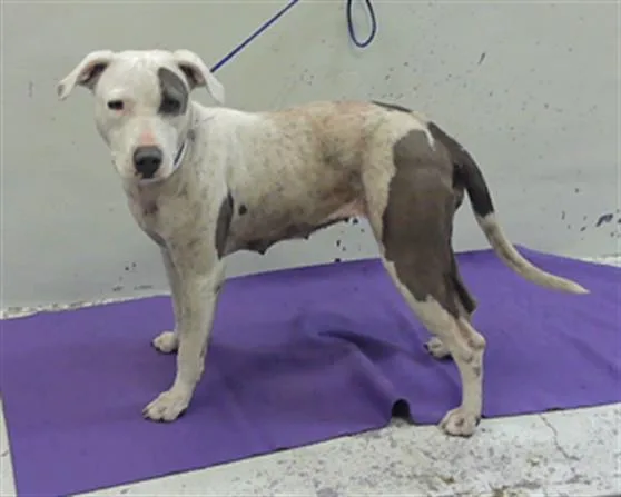 A young medium-sized female Staffordshire Bull Terrier dog named Janie for adoption in Houston, TX