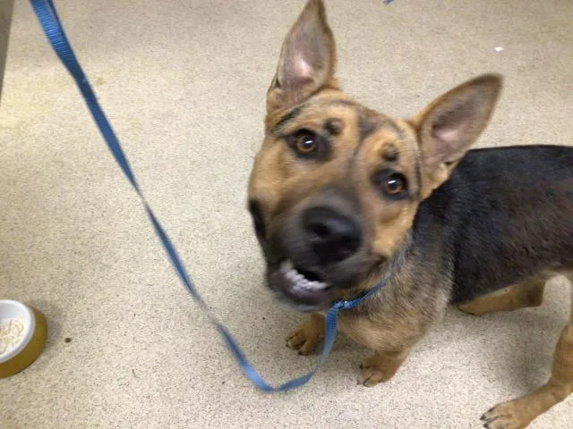 A young medium-sized female German Shepherd Dog dog named Tessa for adoption in Riverside, CA