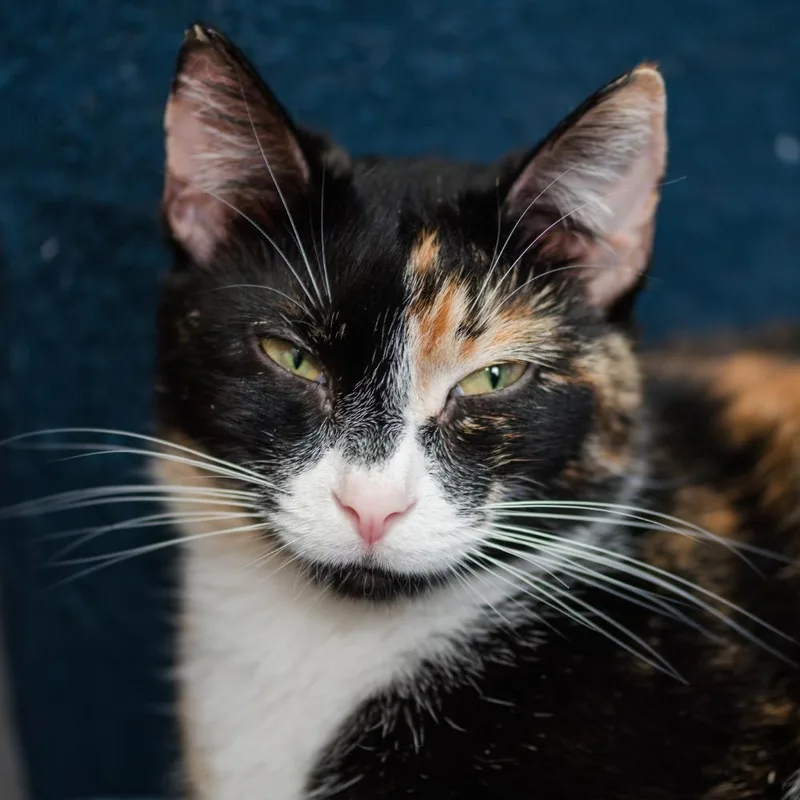 An adult small-sized female Domestic Short Hair cat named Jillian for adoption in Port Washington, NY