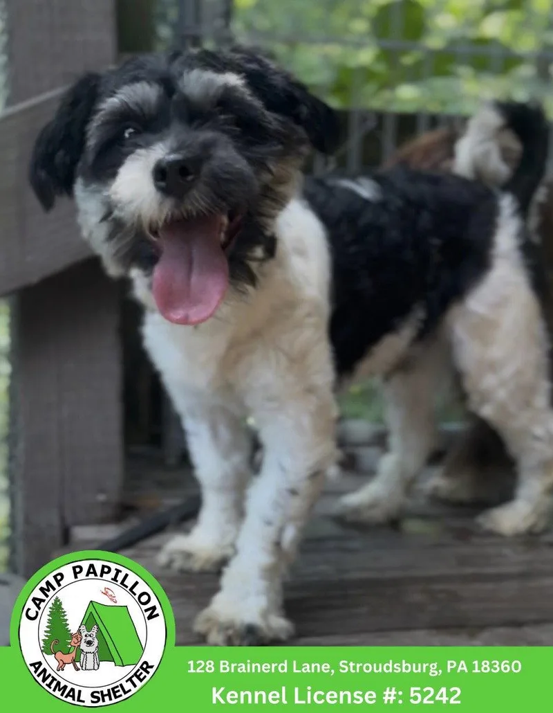 A young medium-sized male Havanese dog named Otto for adoption in Stroudsburg, PA