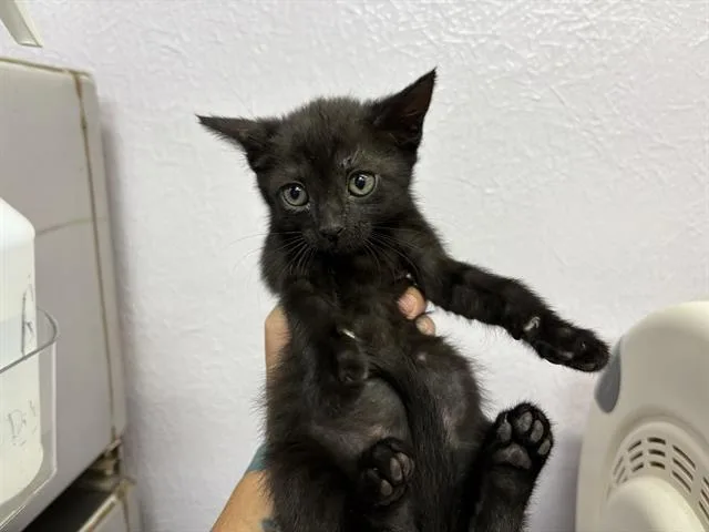 A baby small-sized female Domestic Short Hair cat named Jeanette for adoption in Fairfield, CA