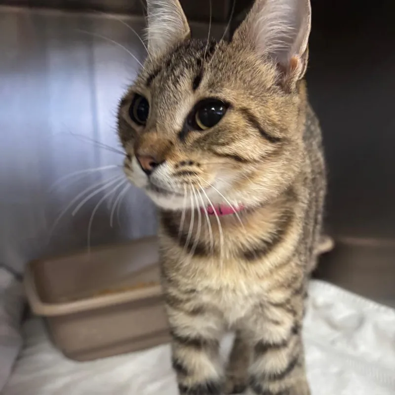 A young medium-sized female Gray / Blue / Silver Domestic Short Hair cat named Stacie for adoption in Lakeland, FL