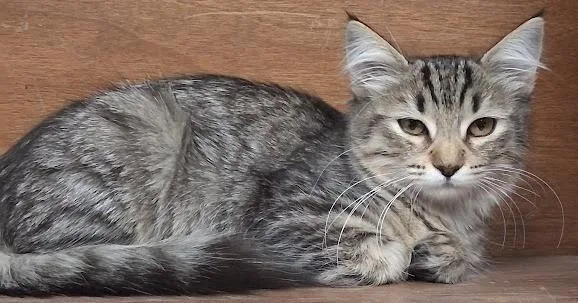 Nala
