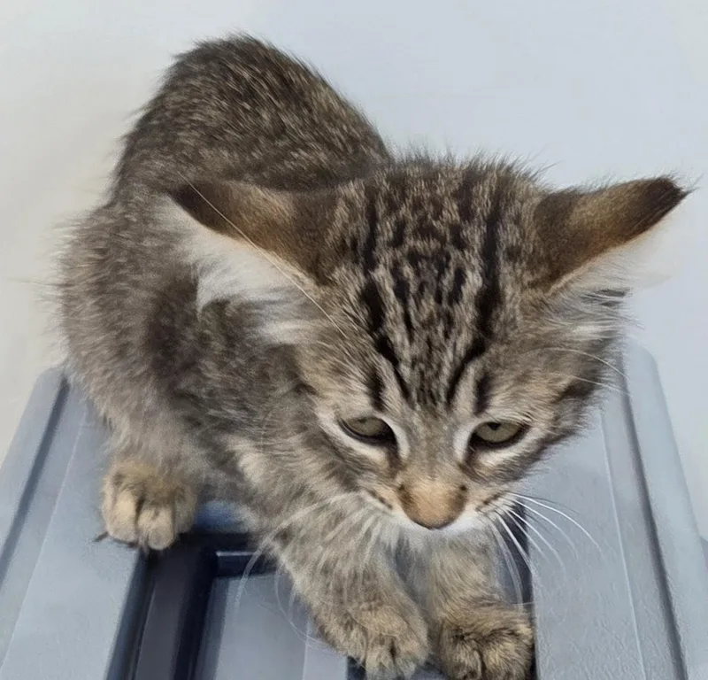 Nala thumbnail 2