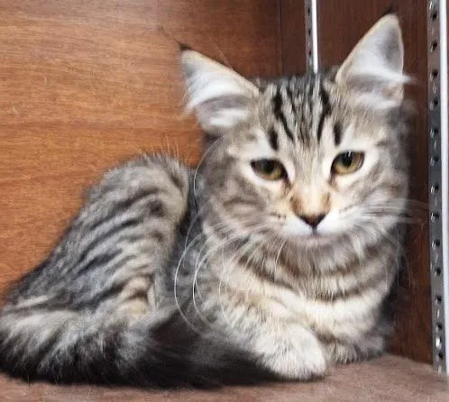 Nala thumbnail 3