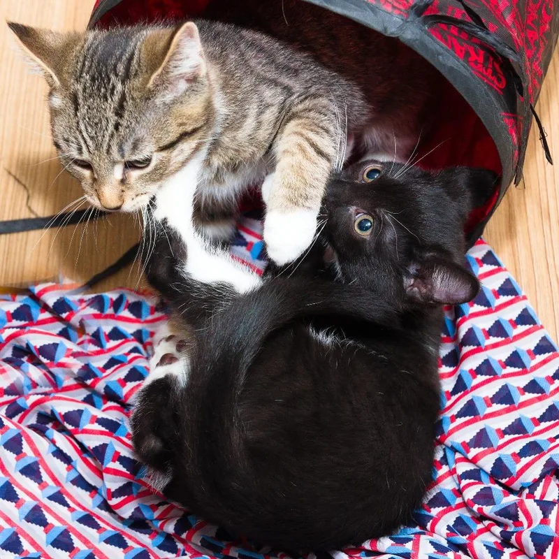 A baby small-sized female Black Domestic Short Hair cat named gw k Green for adoption in Natick, MA