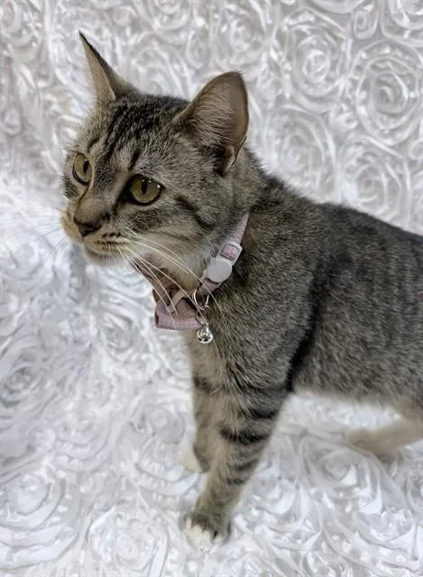 An adult small-sized female Domestic Short Hair cat named Maisie for adoption in Upper Marlboro, MD