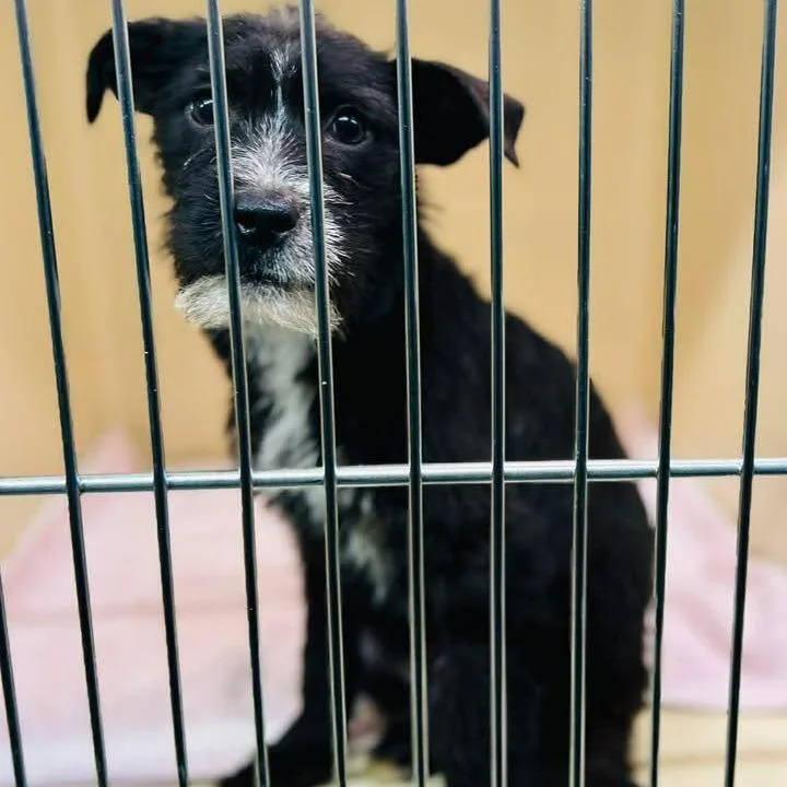 A young small-sized female Black Mixed Breed dog named Isadora for adoption in Alexandria, VA