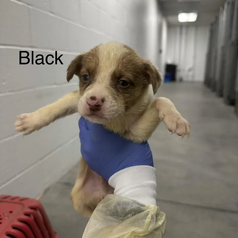 A baby small-sized male Black German Shepherd Dog dog named Alvin A Black for adoption in Mission Hills, CA