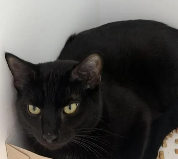 An adult medium-sized male Black Domestic Short Hair cat named Rob for adoption in Greenfield, IN