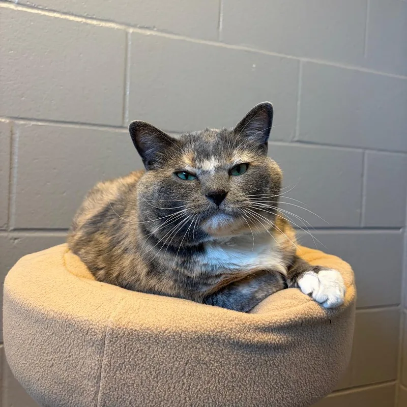 An adult extra large-sized female Tortoiseshell Domestic Short Hair cat named Taulia for adoption in Council Bluffs, IA