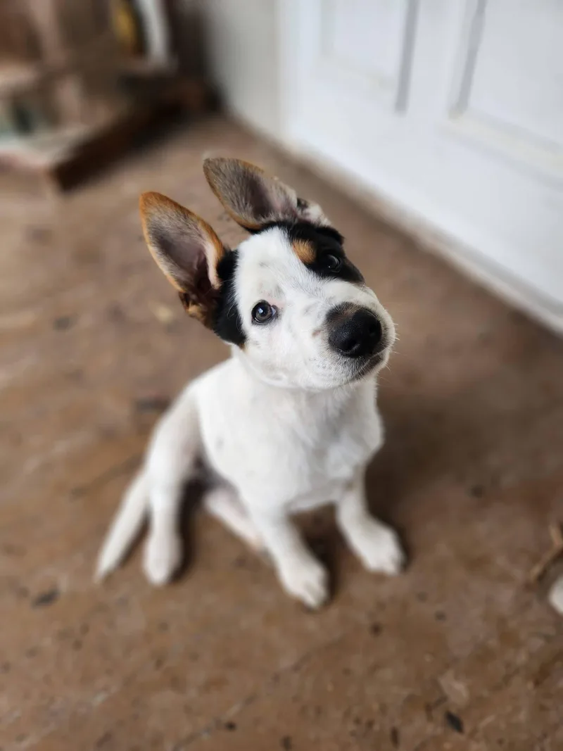 A baby large-sized male Terrier dog named Falcon for adoption in New London, WI