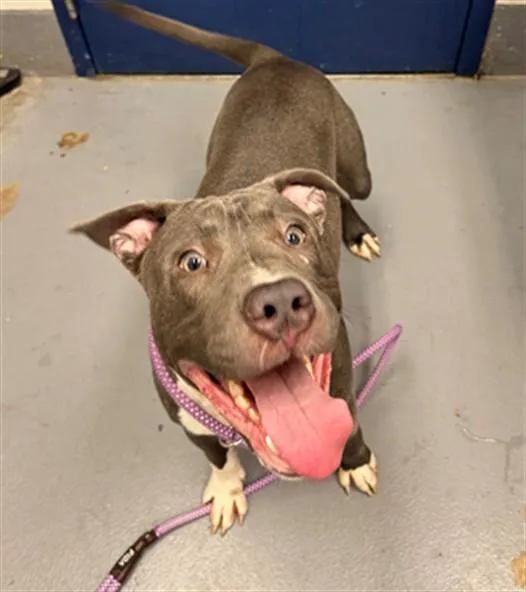 A young large-sized male Pit Bull Terrier dog named Abracadaniel for adoption in Peoria, IL