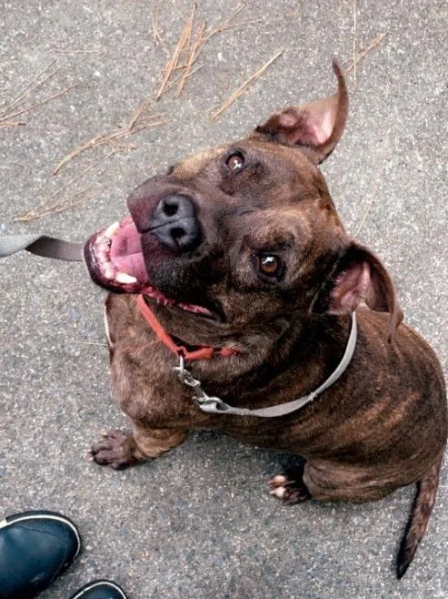 A senior large-sized male Pit Bull Terrier dog named Jayce for adoption in Berlin, MD