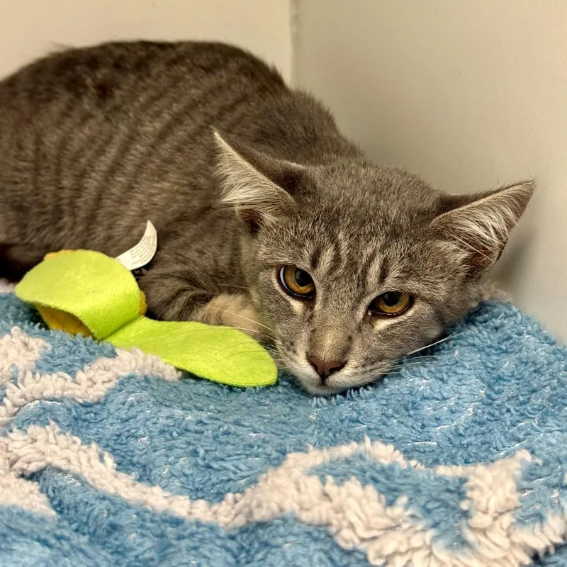 A baby small-sized female Gray / Blue / Silver Domestic Short Hair cat named Andi for adoption in Hawthorne, CA