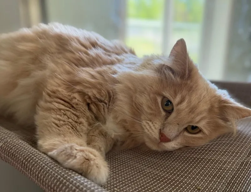 An adult large-sized male Domestic Long Hair cat named Furby for adoption in Viroqua, WI