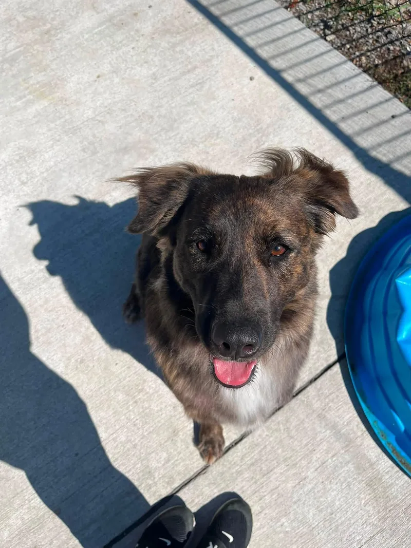 An adult medium-sized female Bicolor Collie dog named Sophie for adoption in Lincoln Park, MI