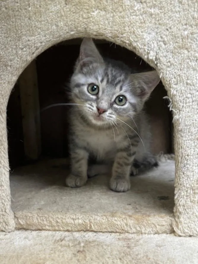 A baby small-sized male Domestic Medium Hair cat named Slate for adoption in Tifton, GA